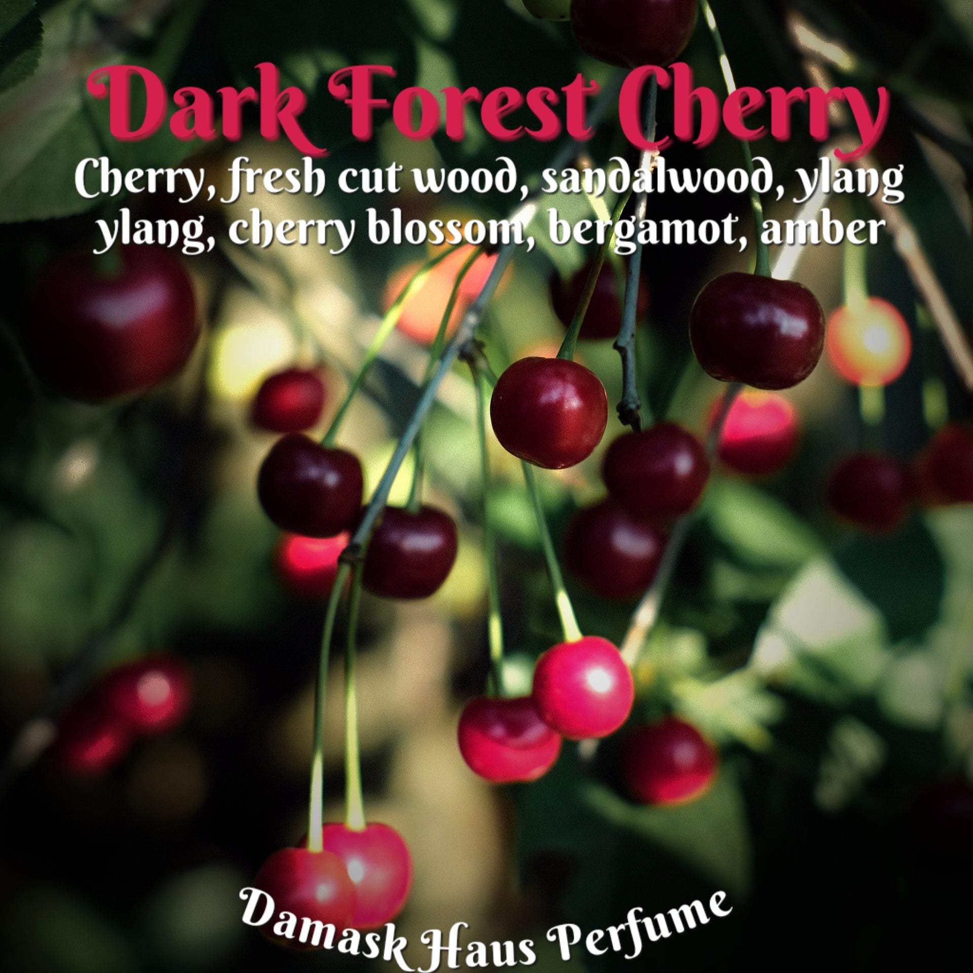 Dark Forest Cherry