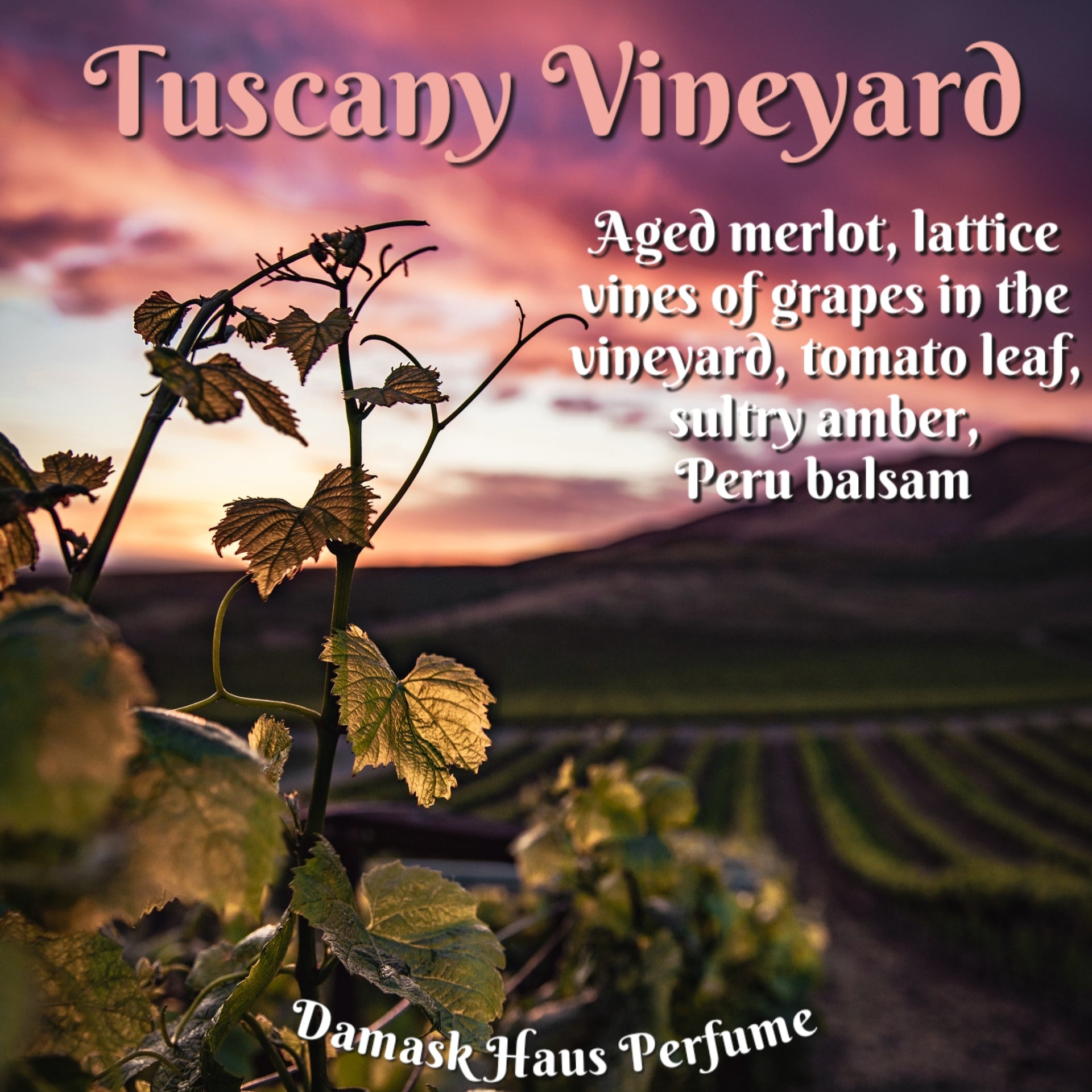 Tuscany Vineyard