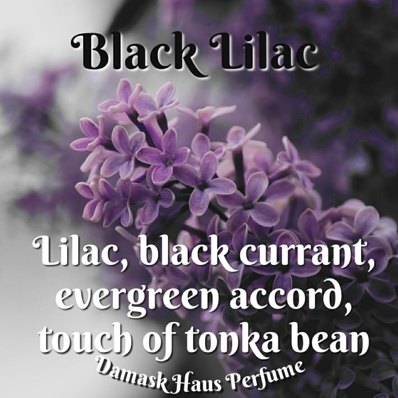 Black Lilac